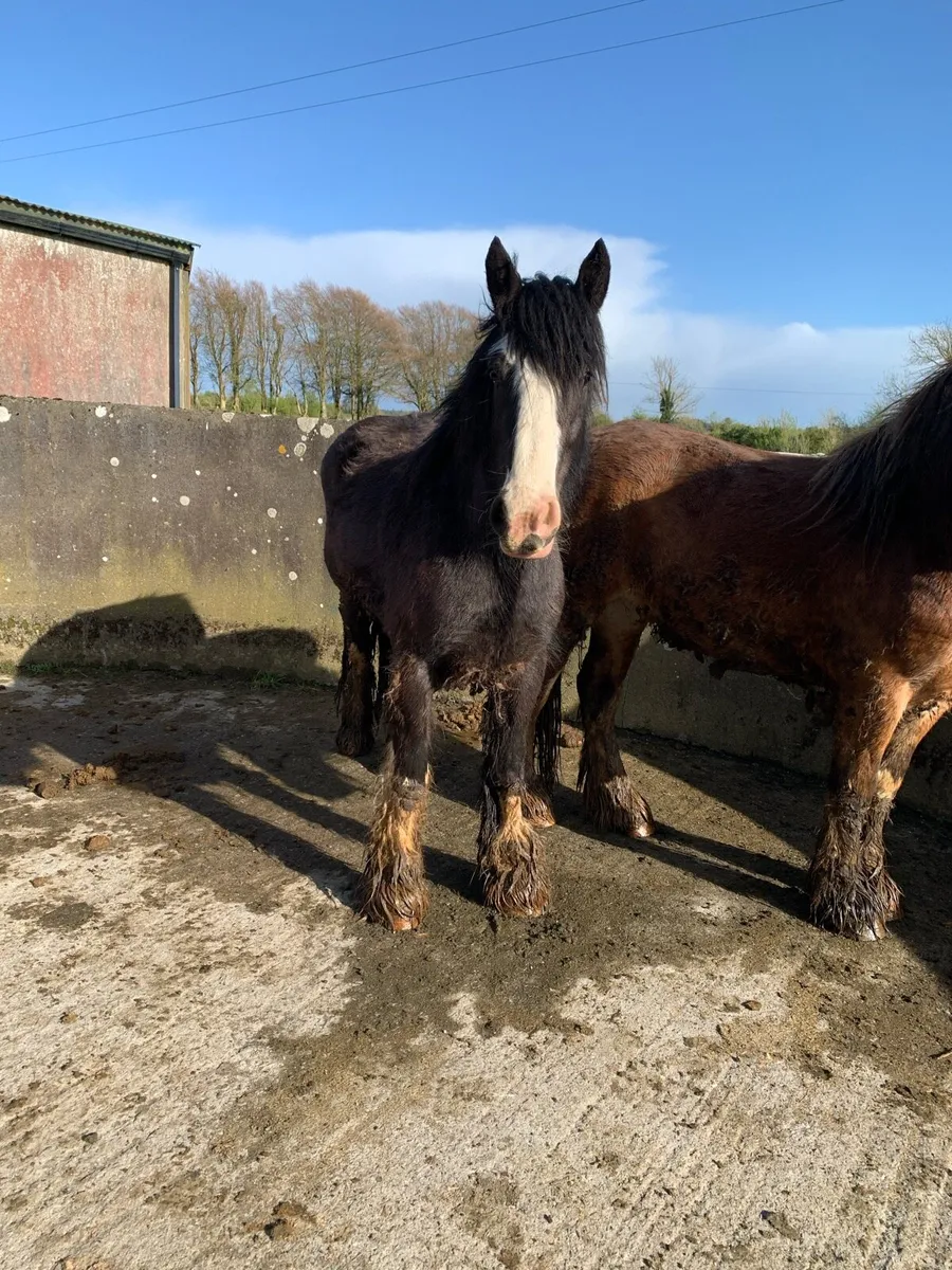 3 yrs old filly’s - Image 4