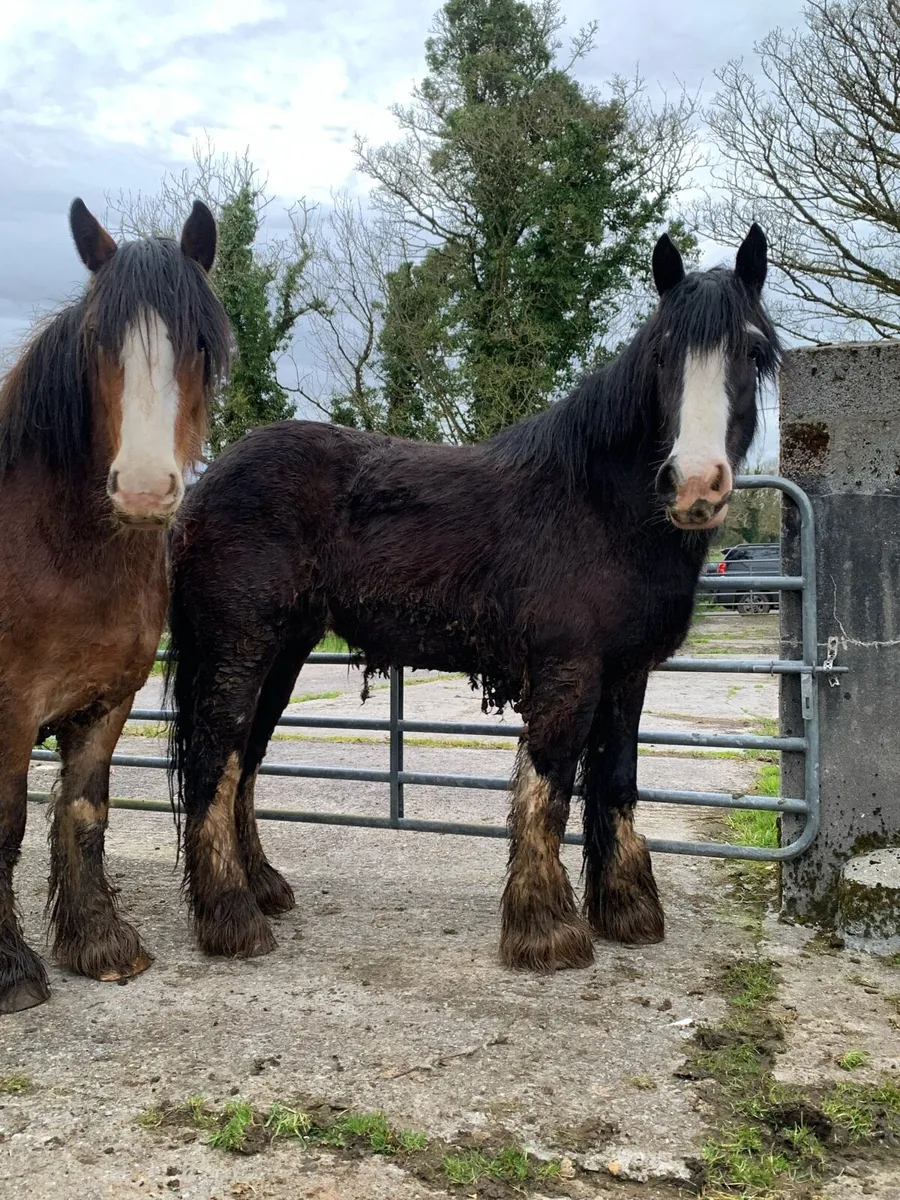 3 yrs old filly’s - Image 1