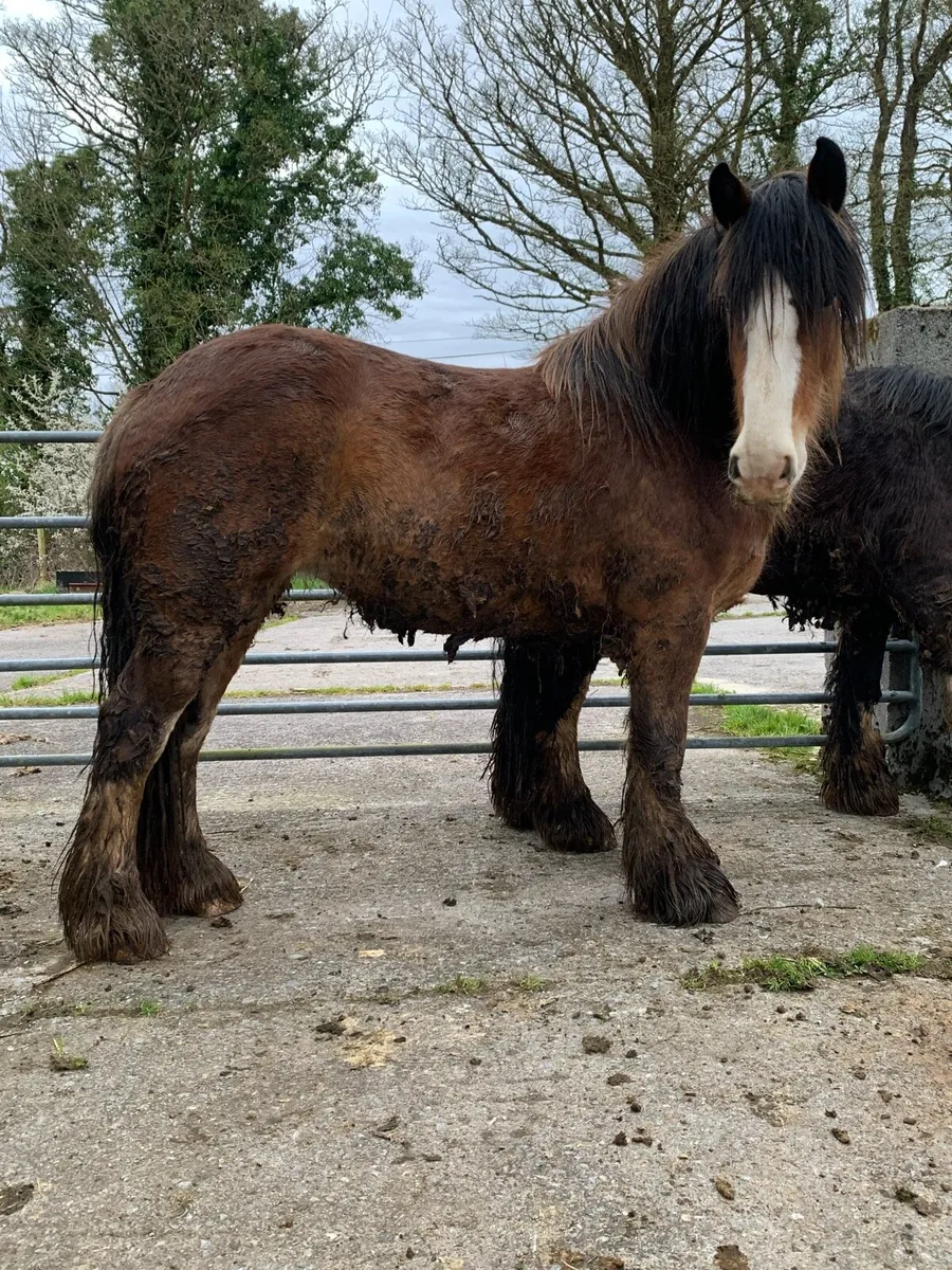 3 yrs old filly’s - Image 2