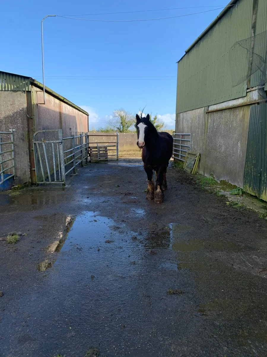 3 yrs old filly’s - Image 3