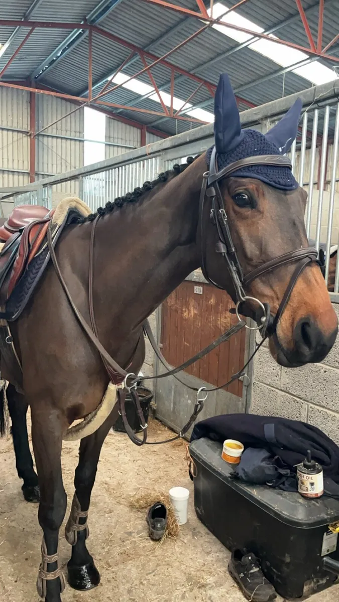 Schooling/Competition - Image 2