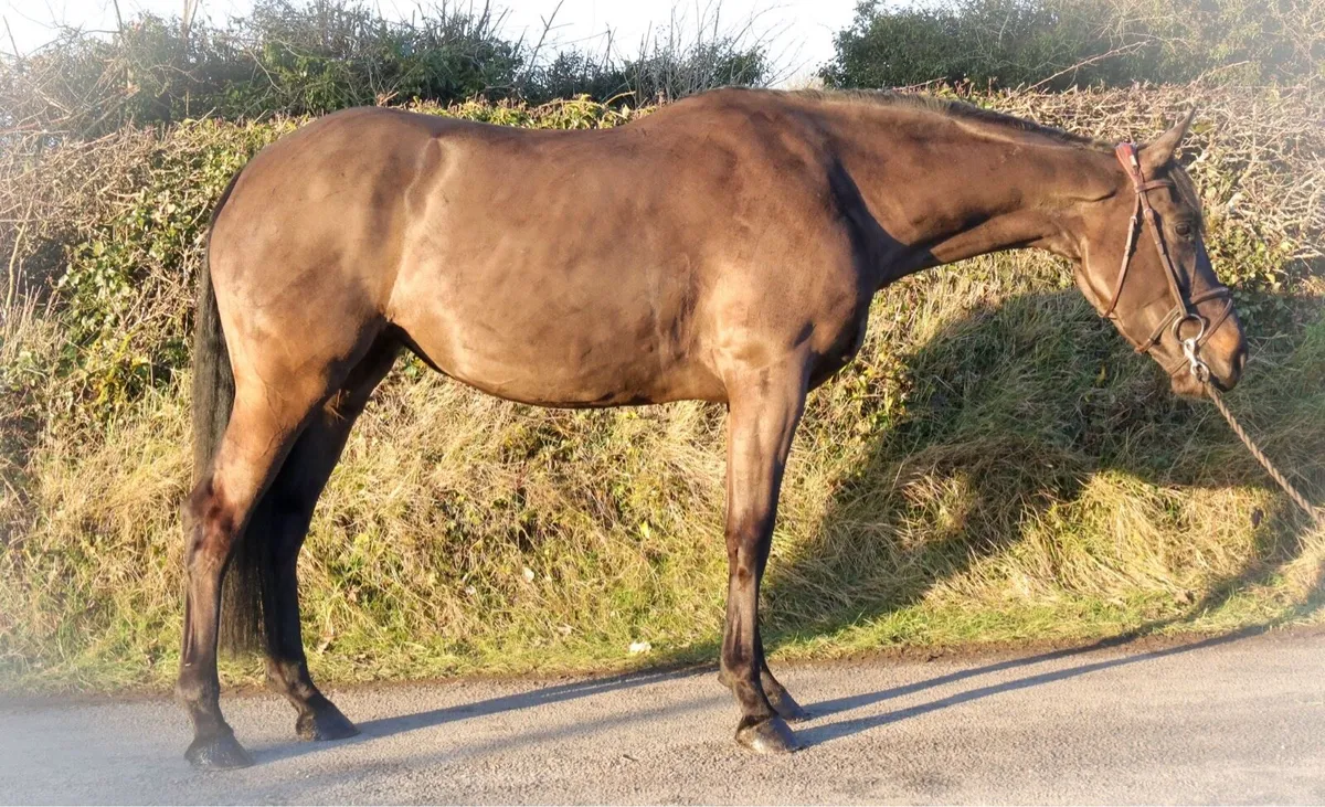 Schooling/Competition - Image 4