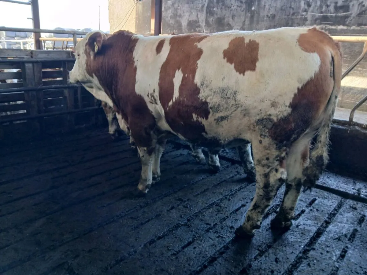 Pedigree Fleckvieh Bulls - Image 2