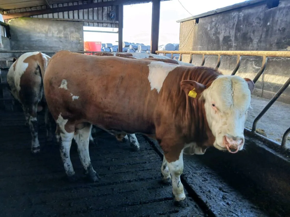 Pedigree Fleckvieh Bulls - Image 1