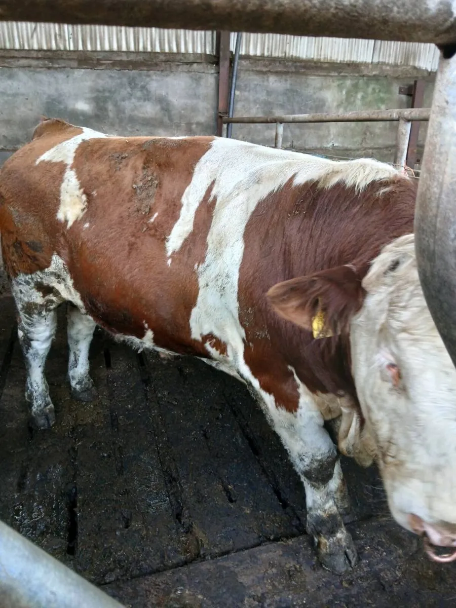 Pedigree Fleckvieh Bulls - Image 4