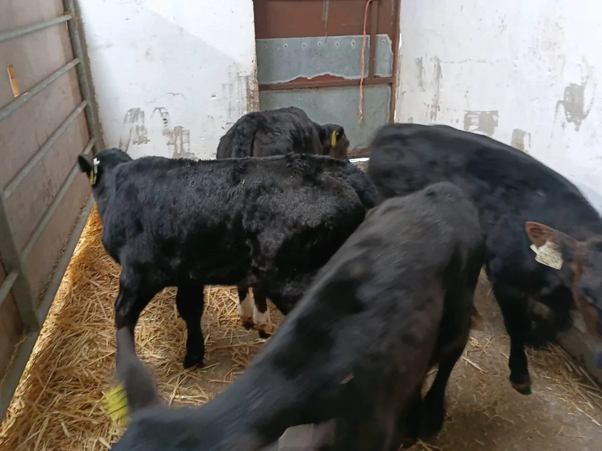 Strong Heifer Calves - Image 1