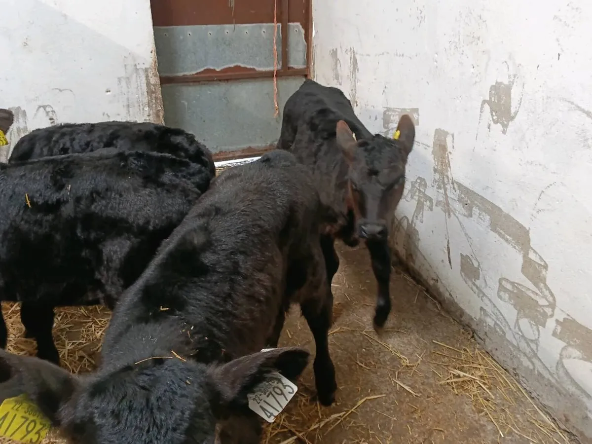 Strong Heifer Calves - Image 4
