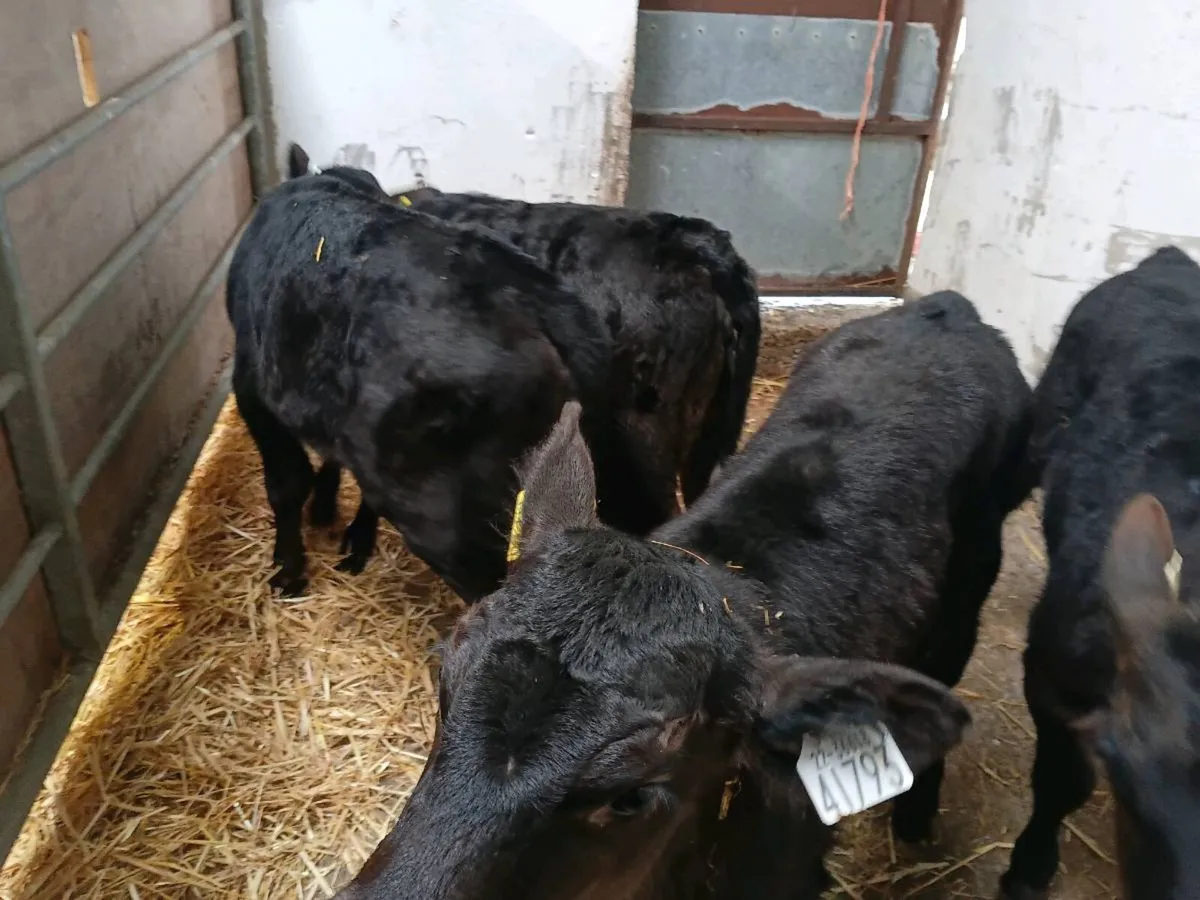 Strong Heifer Calves - Image 3