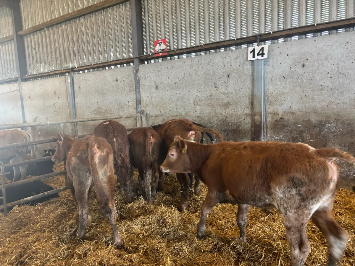 7 suckler bred limosin heifers - Image 1