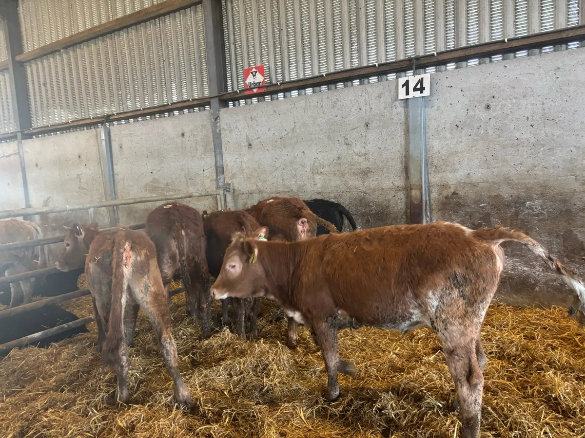 7 suckler bred limosin heifers - Image 2