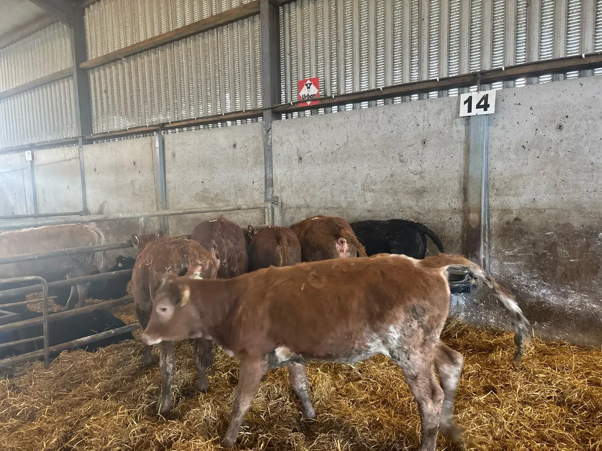 7 suckler bred limosin heifers - Image 3
