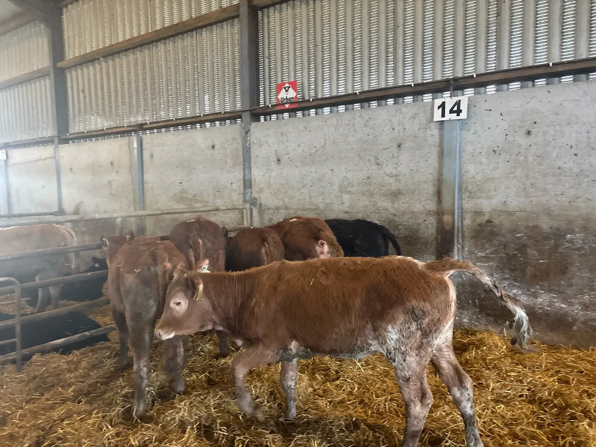 7 suckler bred limosin heifers - Image 4