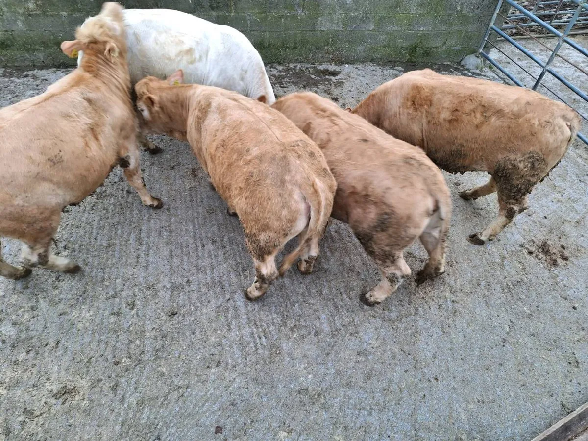 Roscommon Mart - Image 1