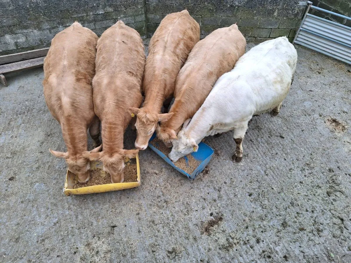 Roscommon Mart - Image 2