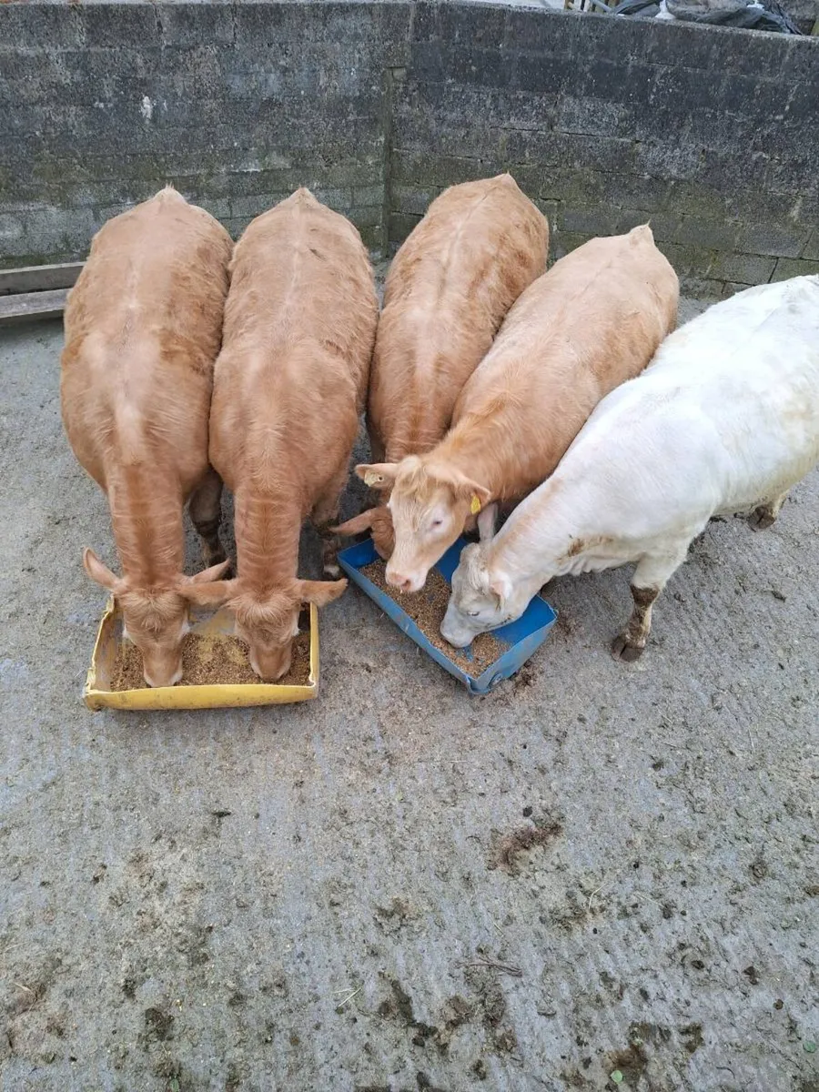 Roscommon Mart - Image 3