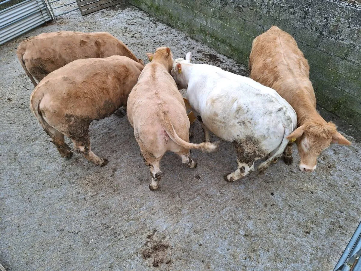 Roscommon Mart - Image 4