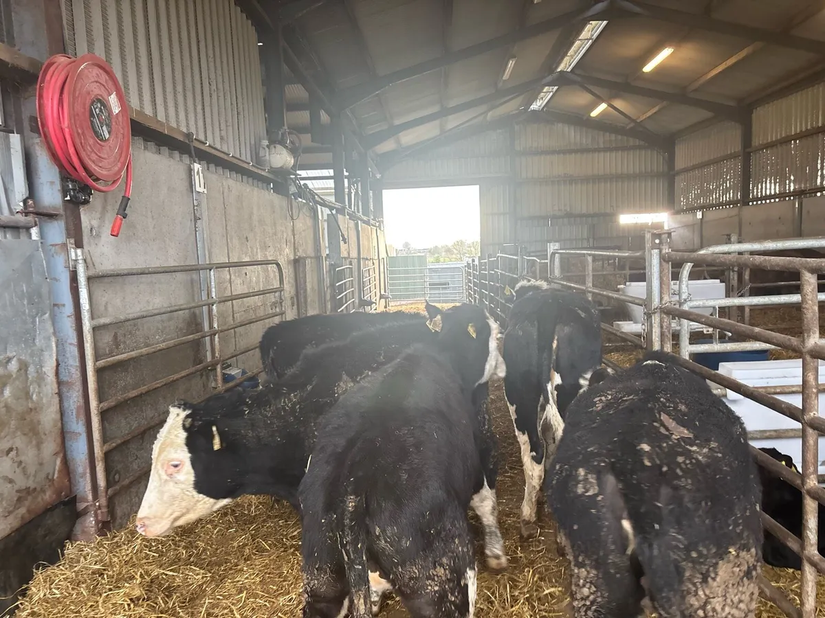 5 super Hereford weanling heifers - Image 1
