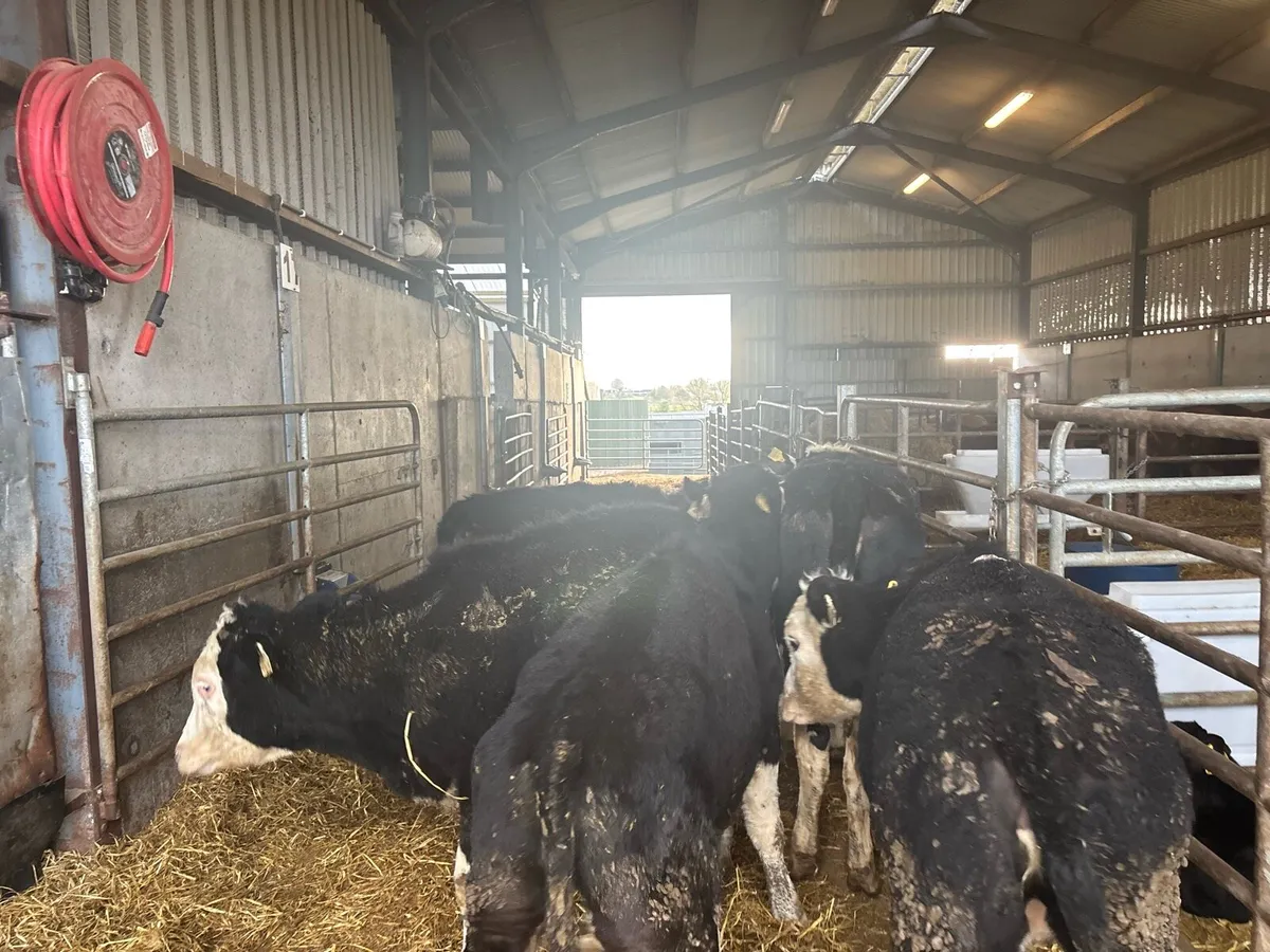 5 super Hereford weanling heifers - Image 2