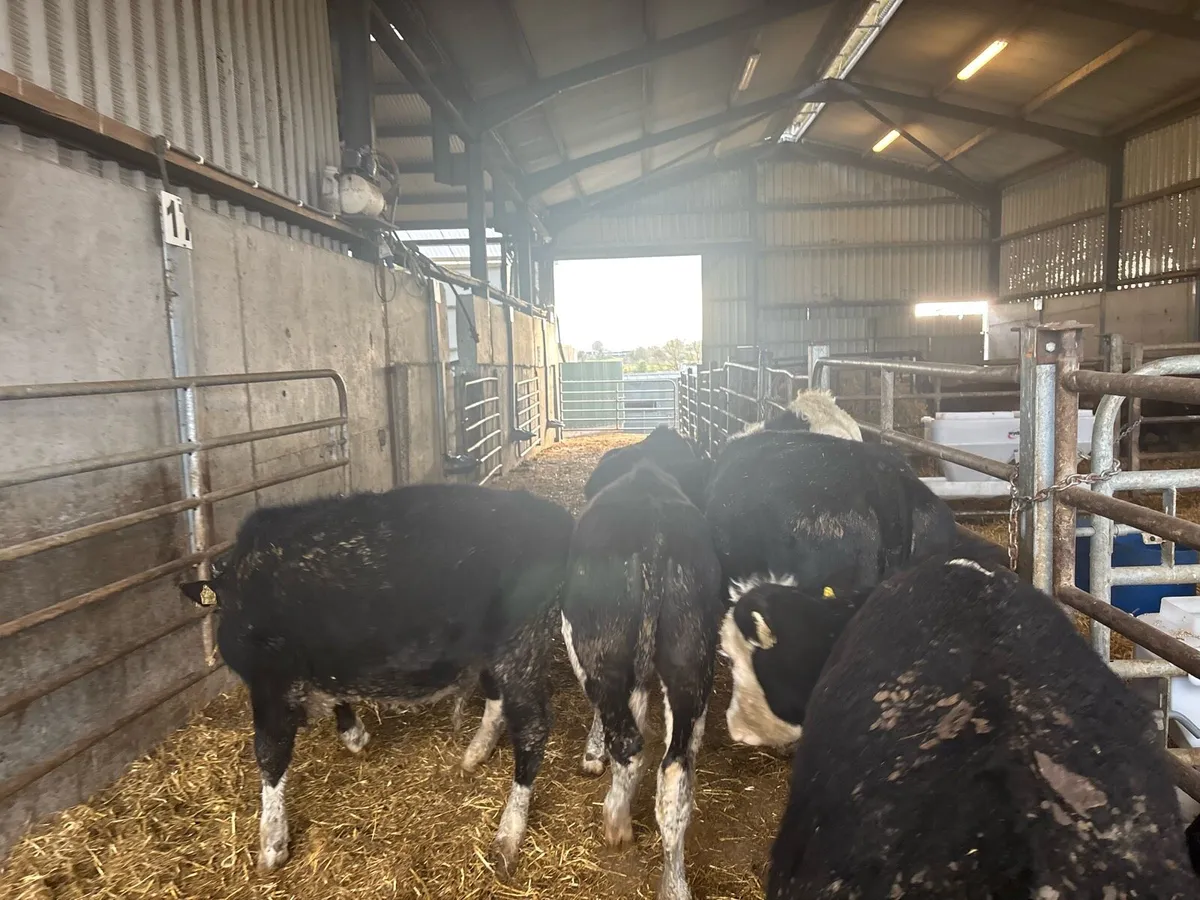 5 super Hereford weanling heifers - Image 3