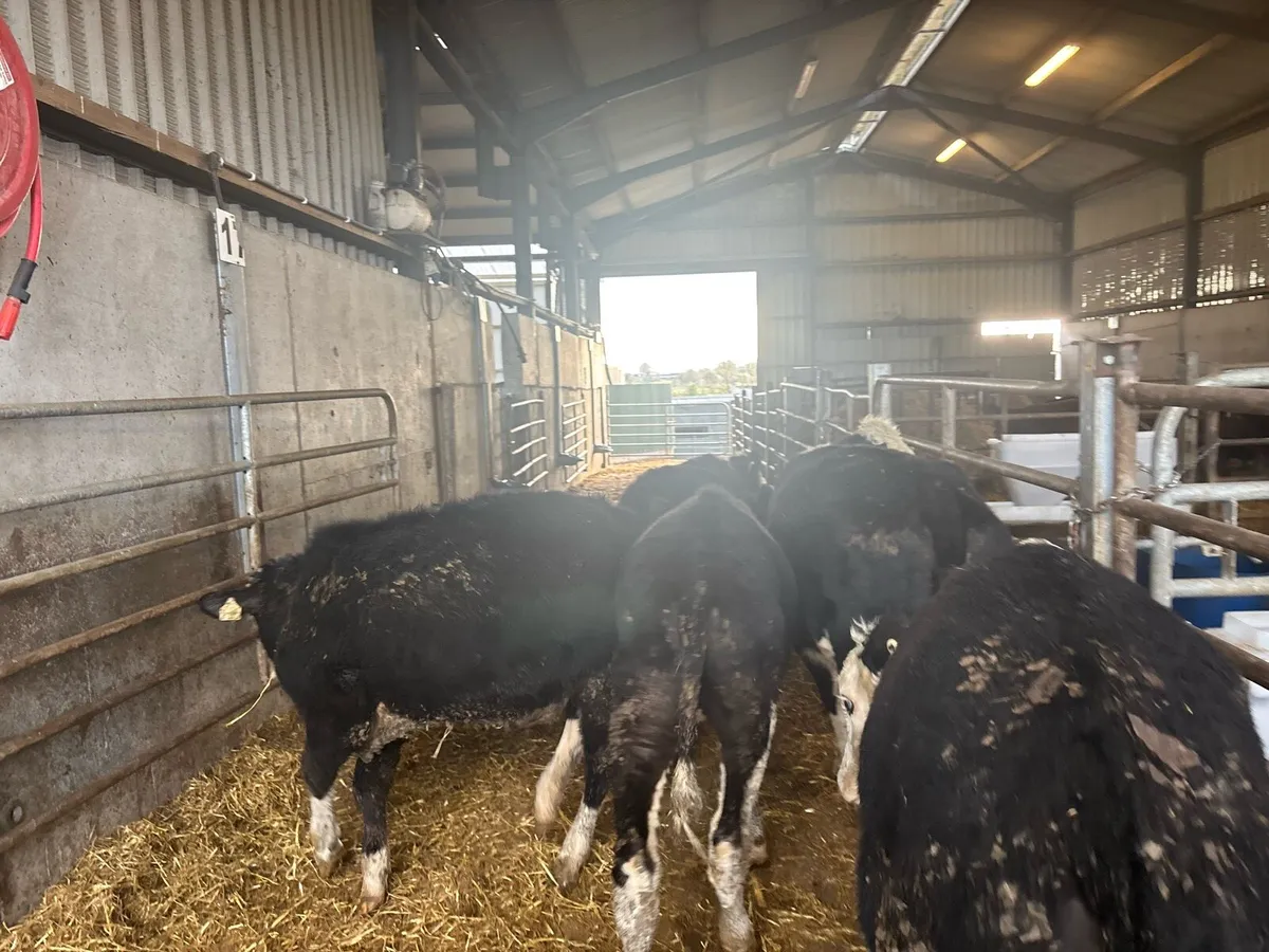5 super Hereford weanling heifers - Image 4