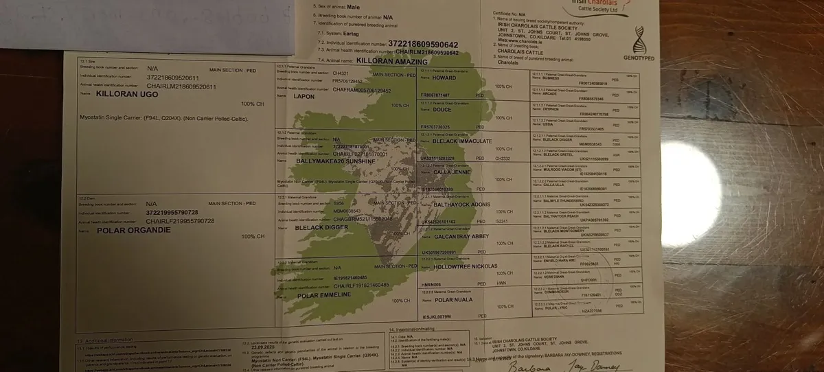 Bulls Charolais - Image 3