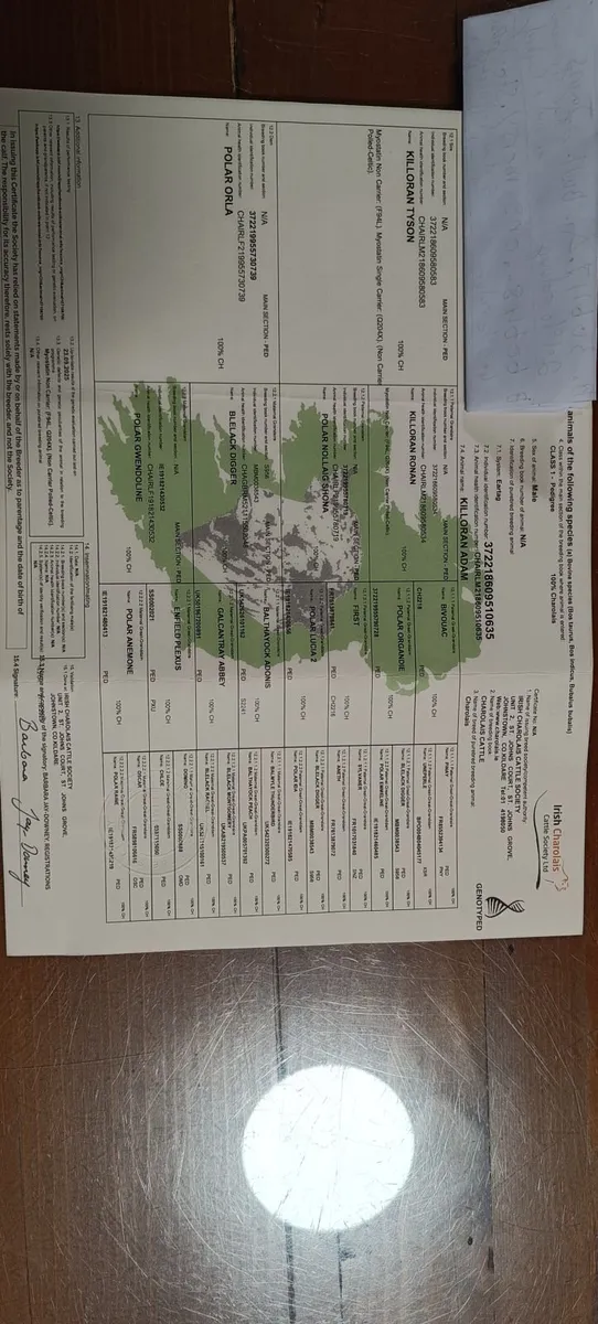 Bulls Charolais - Image 4