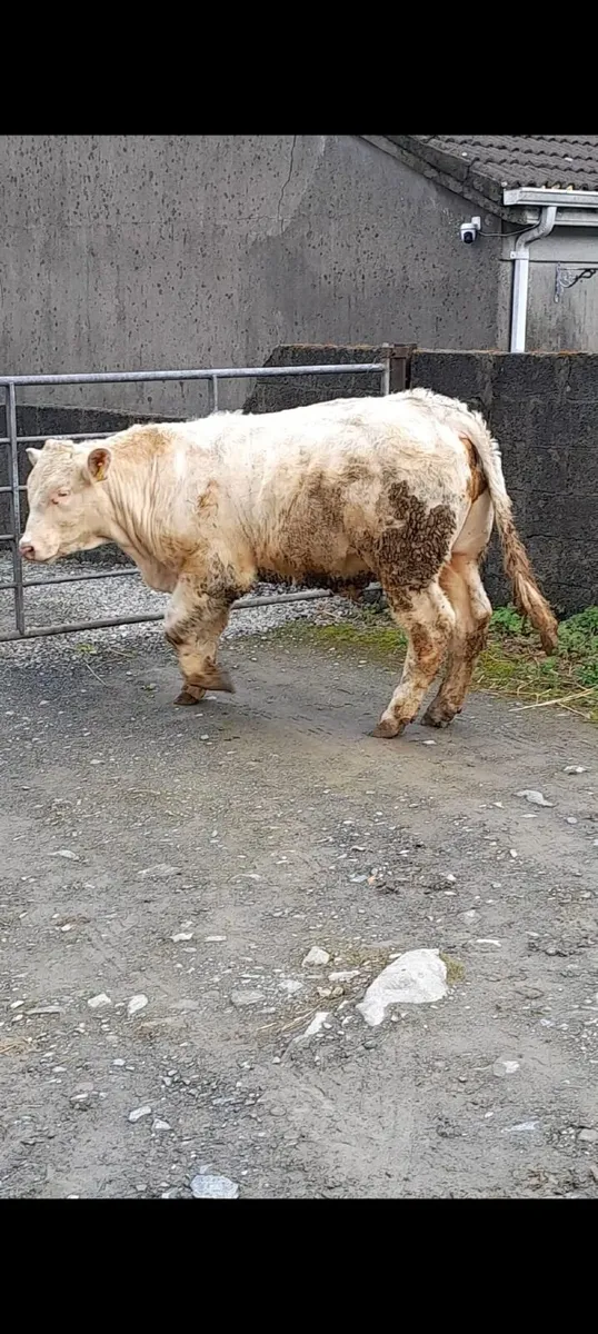 Bulls Charolais - Image 1
