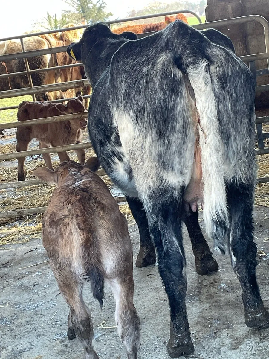 Cow an calf - Image 2