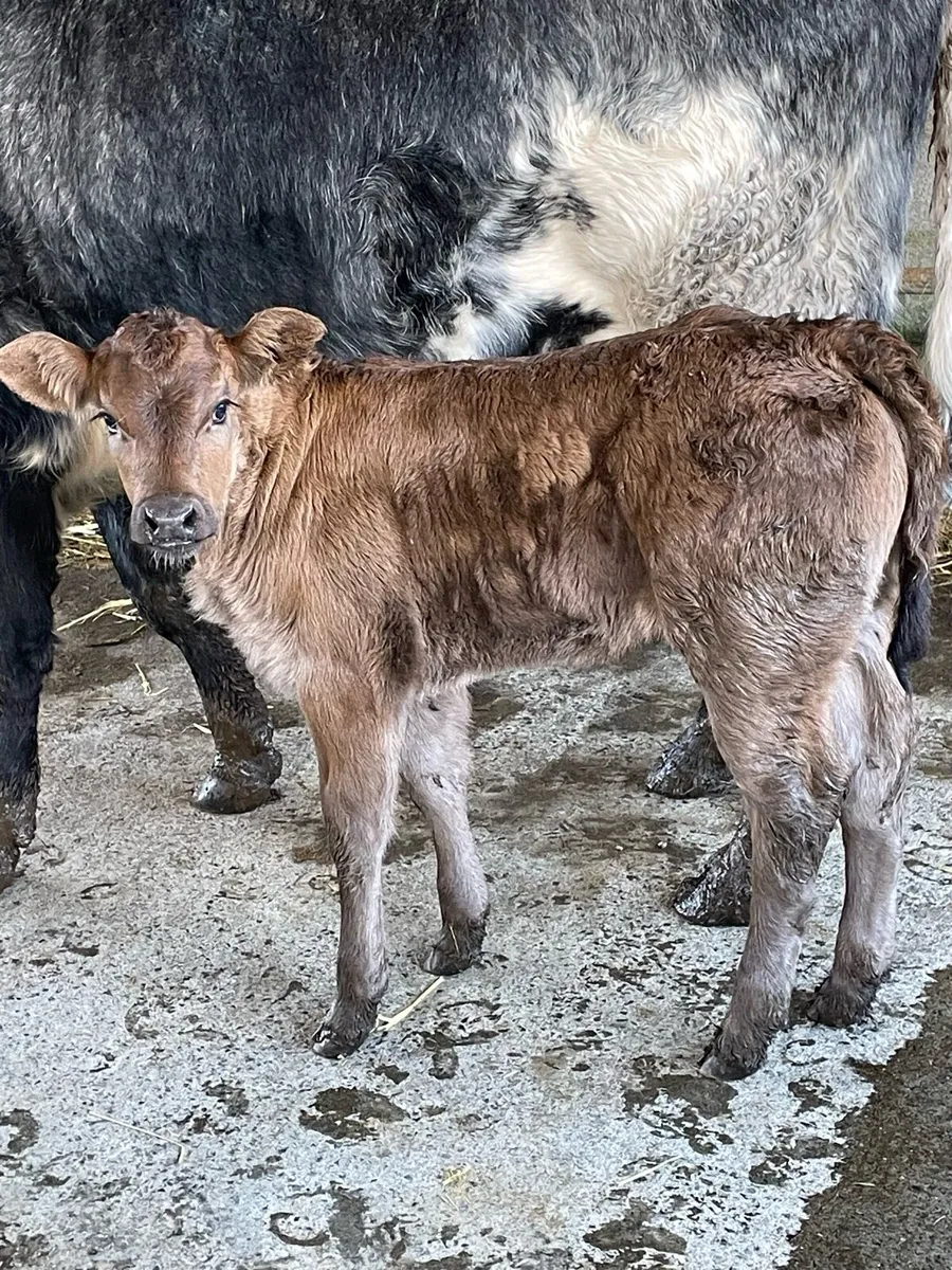 Cow an calf - Image 3