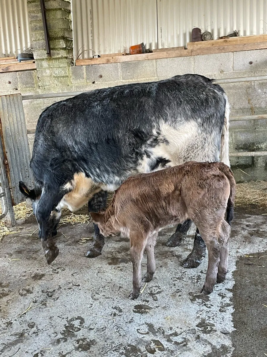 Cow an calf - Image 4