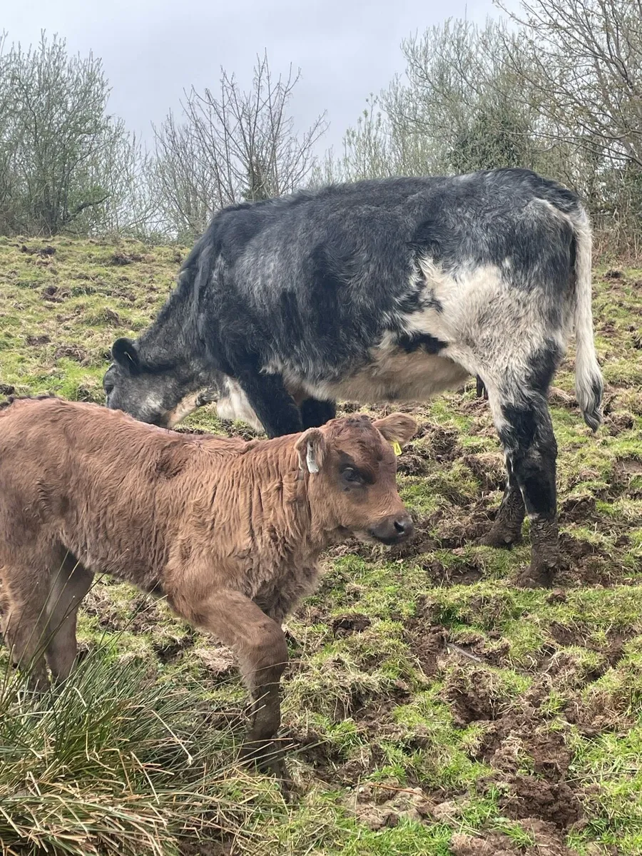 Cow an calf - Image 1