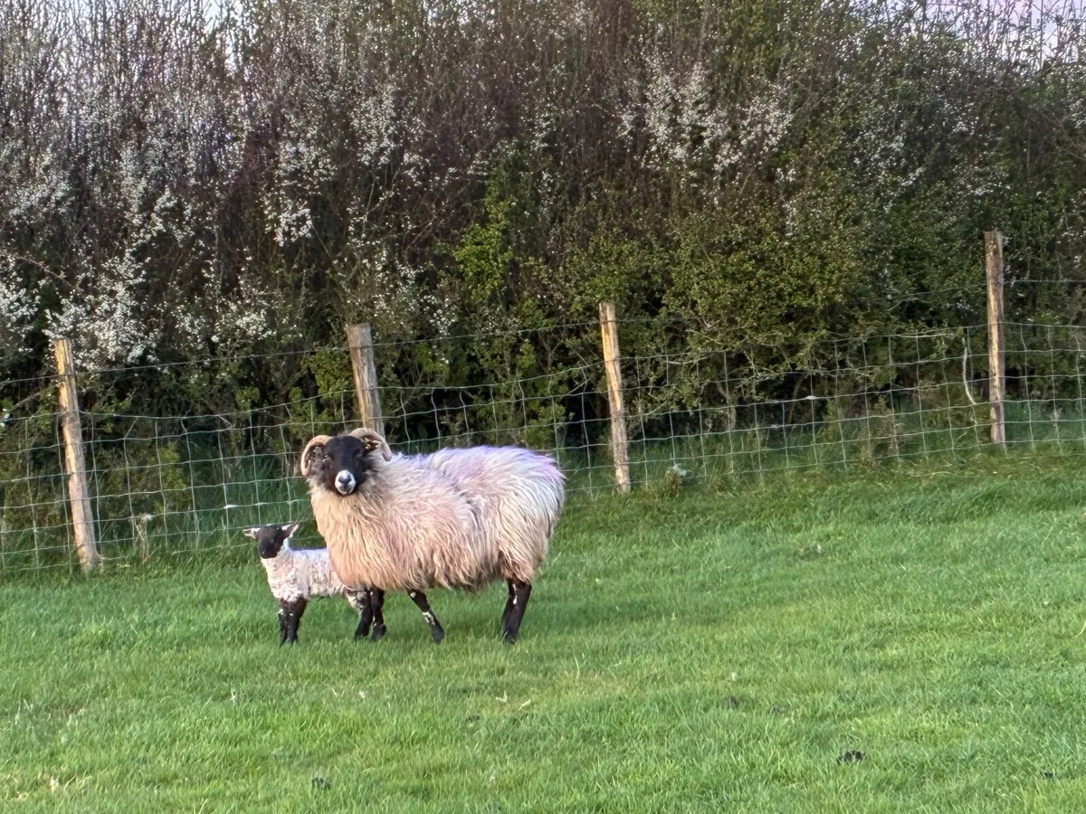 Ewes with single lambs - Image 2