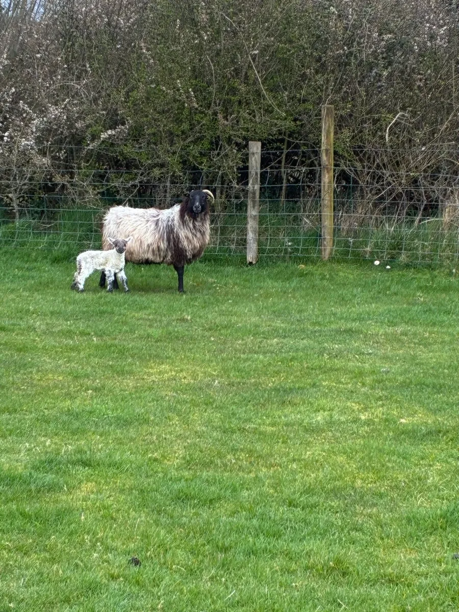 Ewes with single lambs - Image 3
