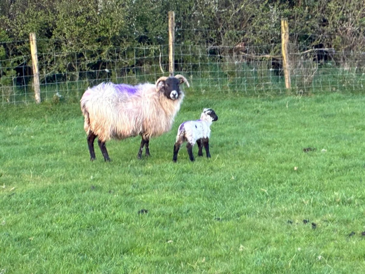 Ewes with single lambs - Image 1