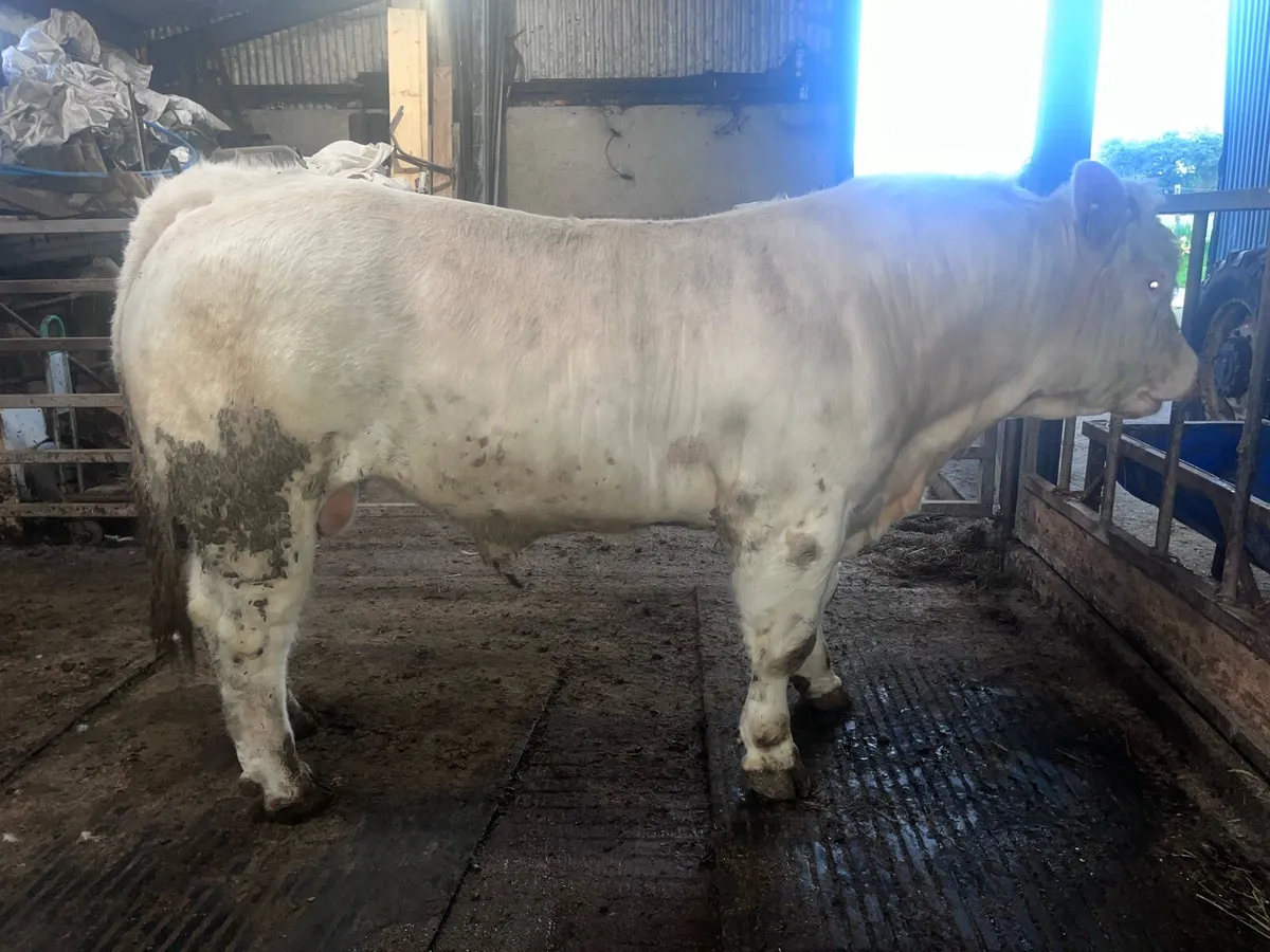 20 Months Pedigree Charolais Bull - Image 2