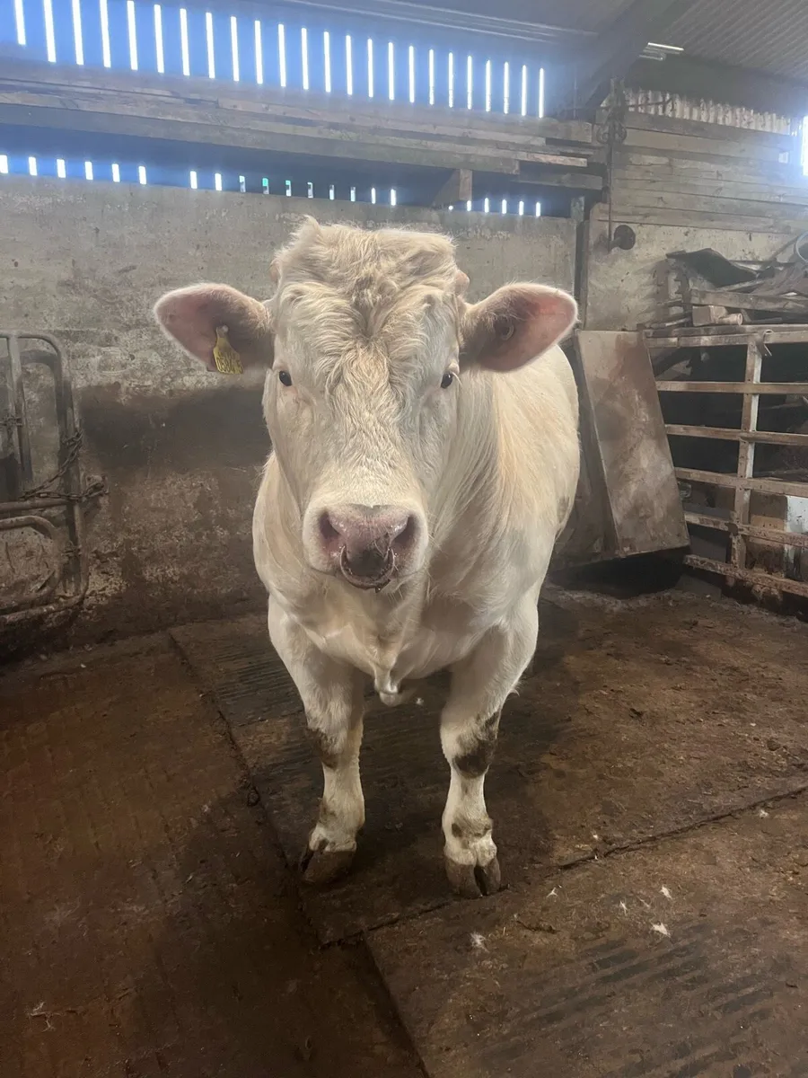 20 Months Pedigree Charolais Bull - Image 3