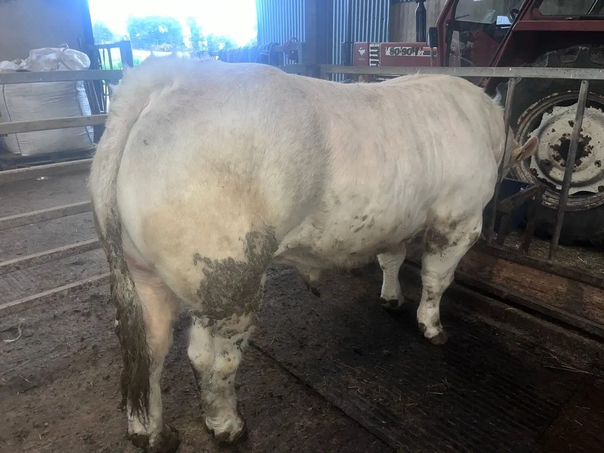 20 Months Pedigree Charolais Bull - Image 4