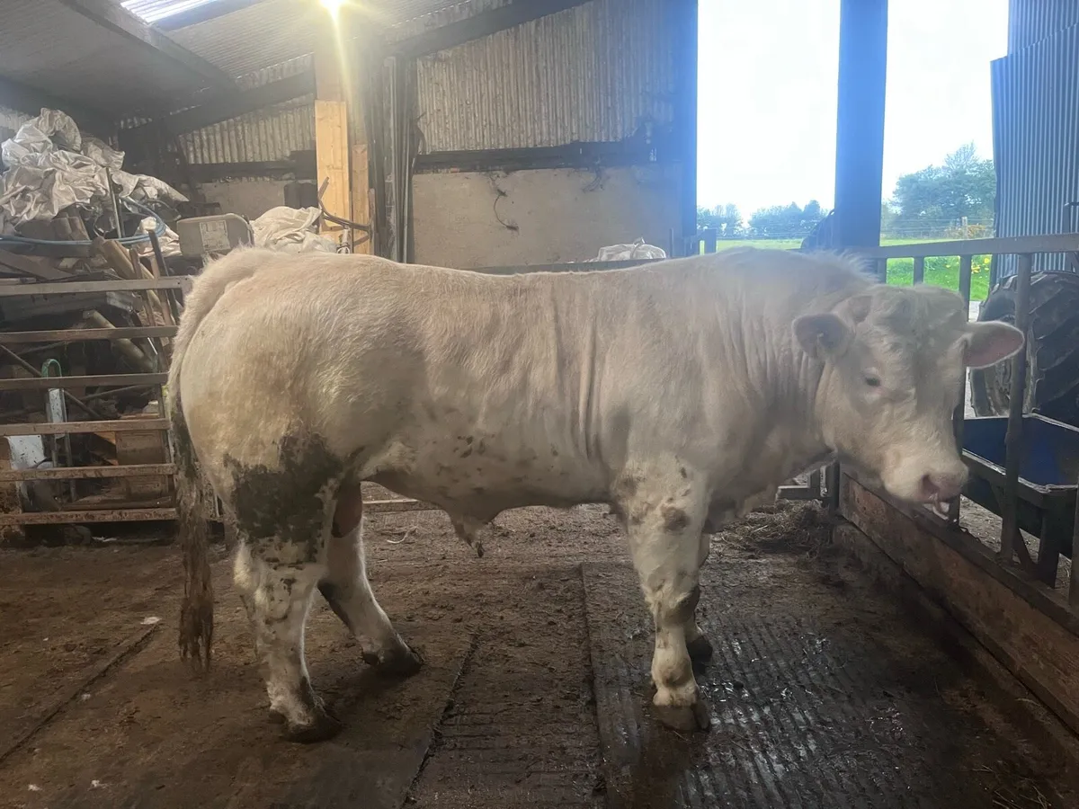 20 Months Pedigree Charolais Bull - Image 1