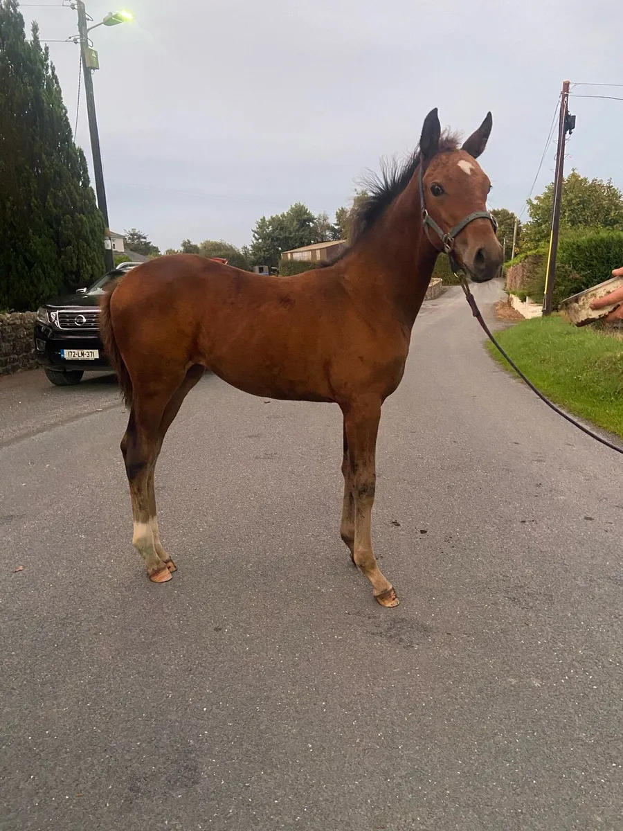 Grand Cru yearling filly - Image 1