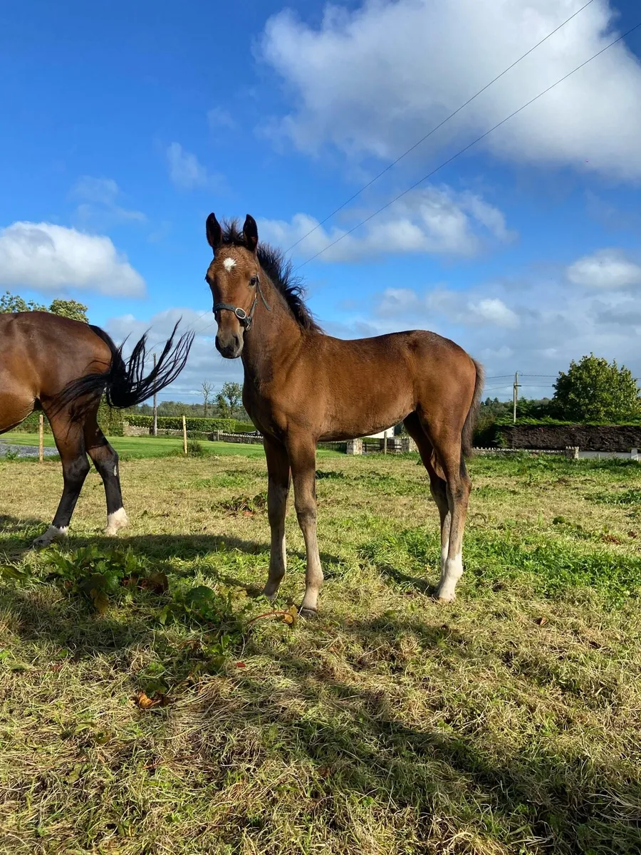 Grand Cru yearling filly - Image 3