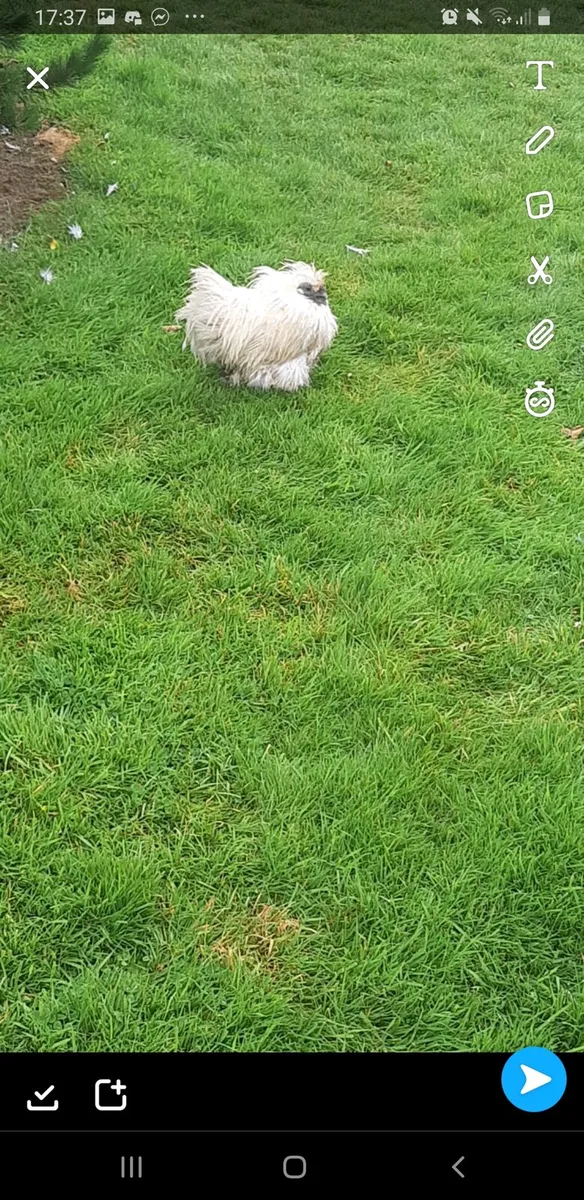 Silkie Bantam Eggs - Image 3