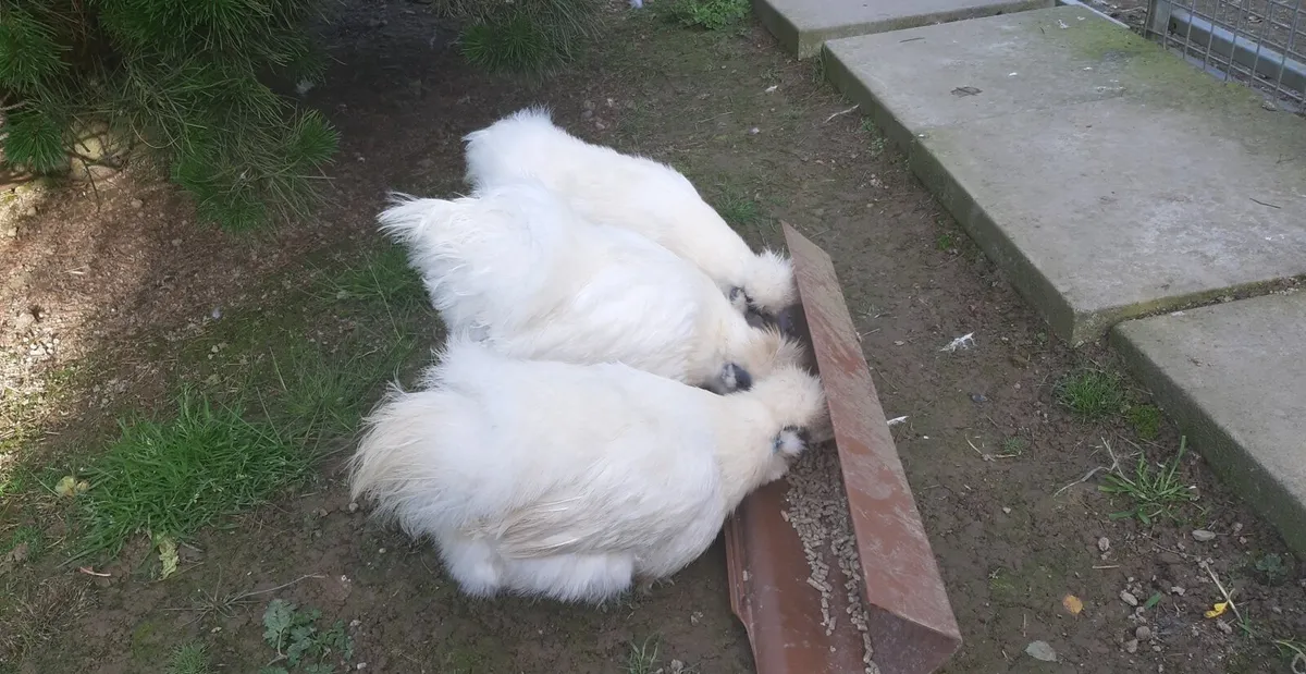 Silkie Bantam Eggs - Image 4