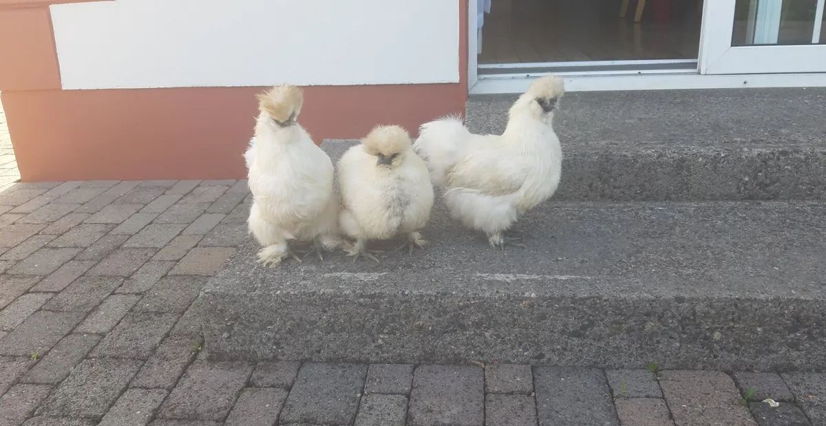 Silkie Bantam Eggs - Image 2