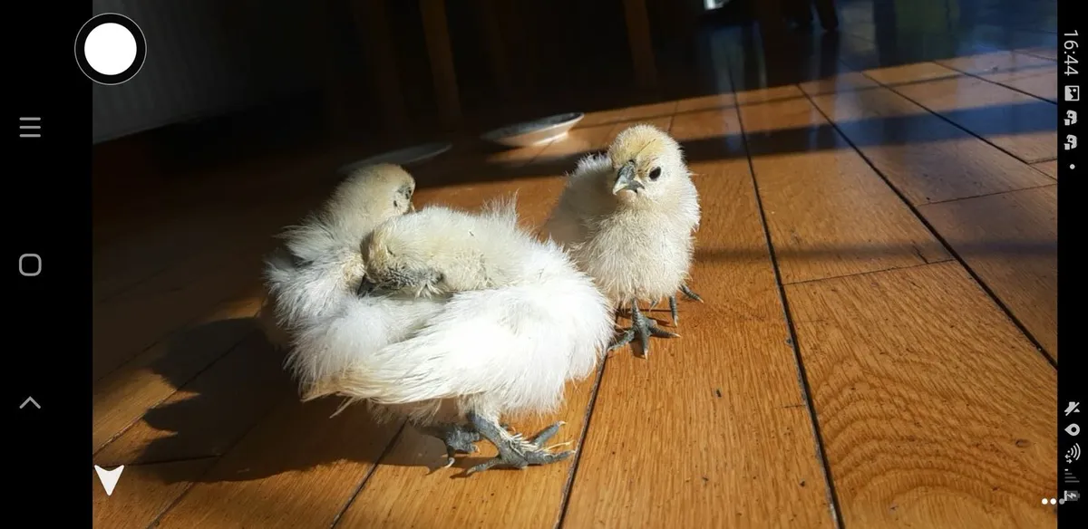 Silkie Bantam Eggs - Image 1