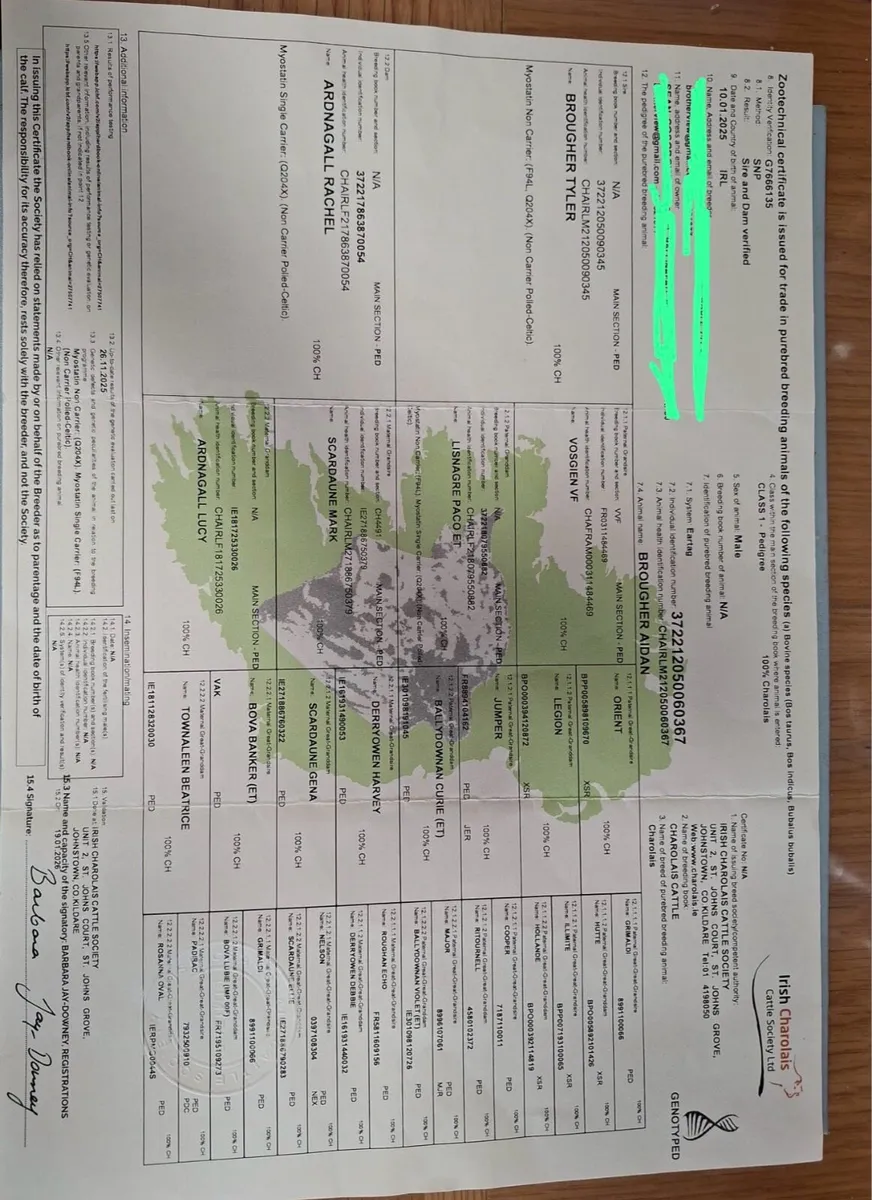 Charolais Bull for sale - Image 3