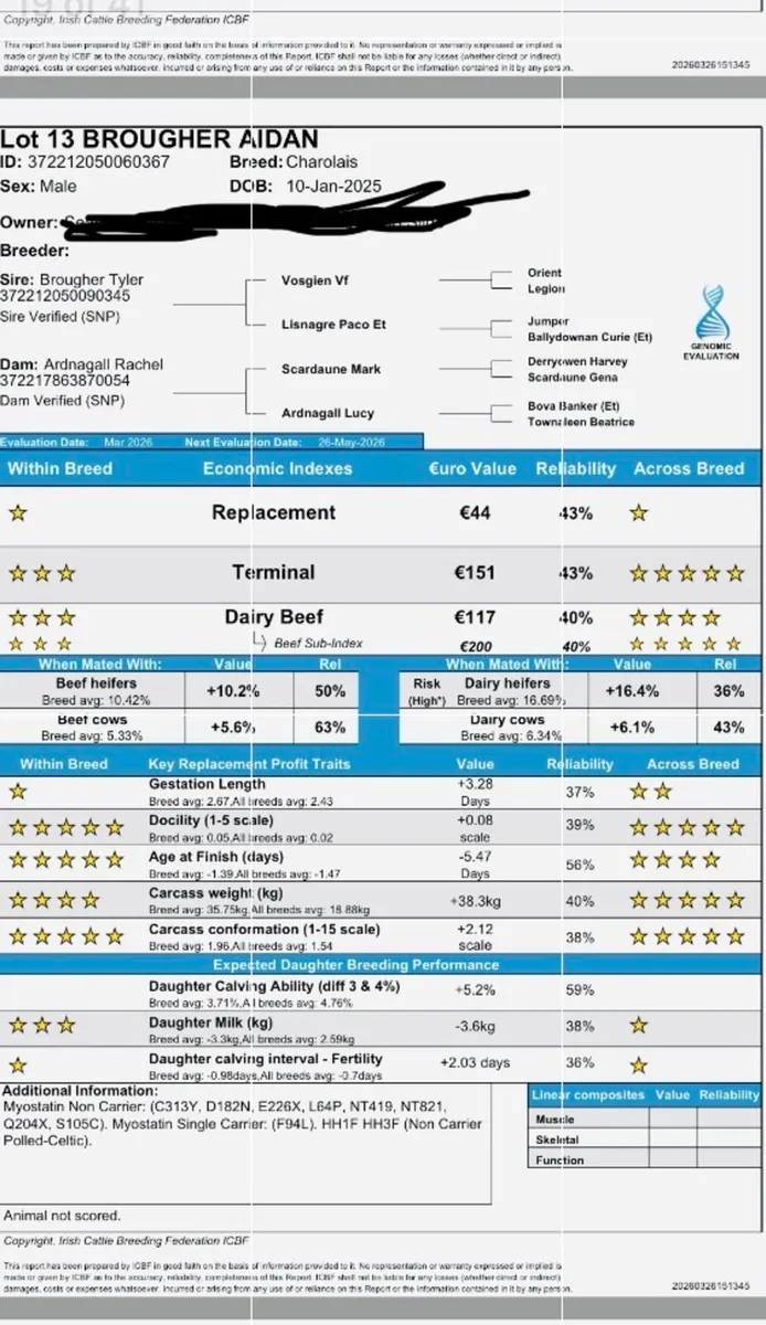 Charolais Bull for sale - Image 4