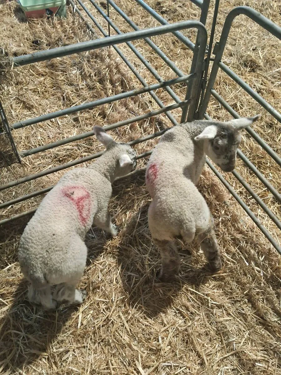 2 x 3 week old pet lambs - Image 1