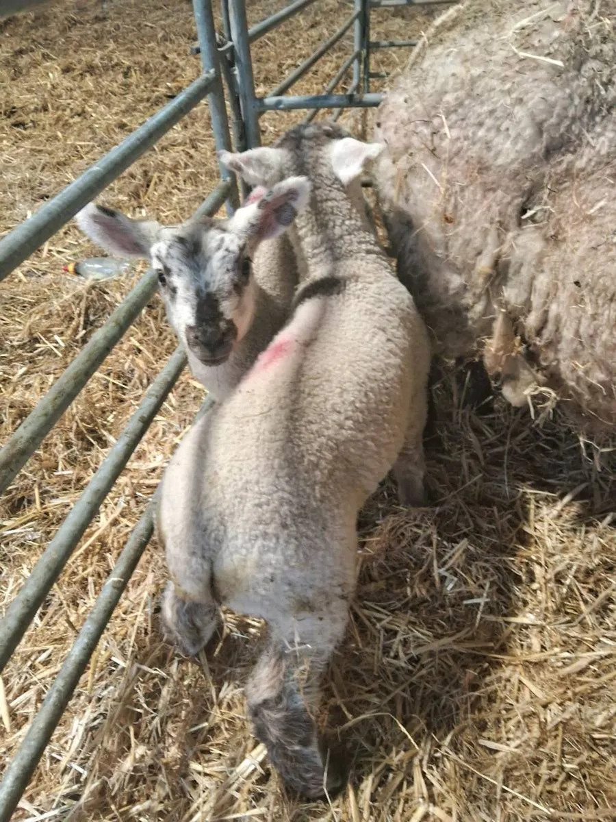 2 x 3 week old pet lambs - Image 2