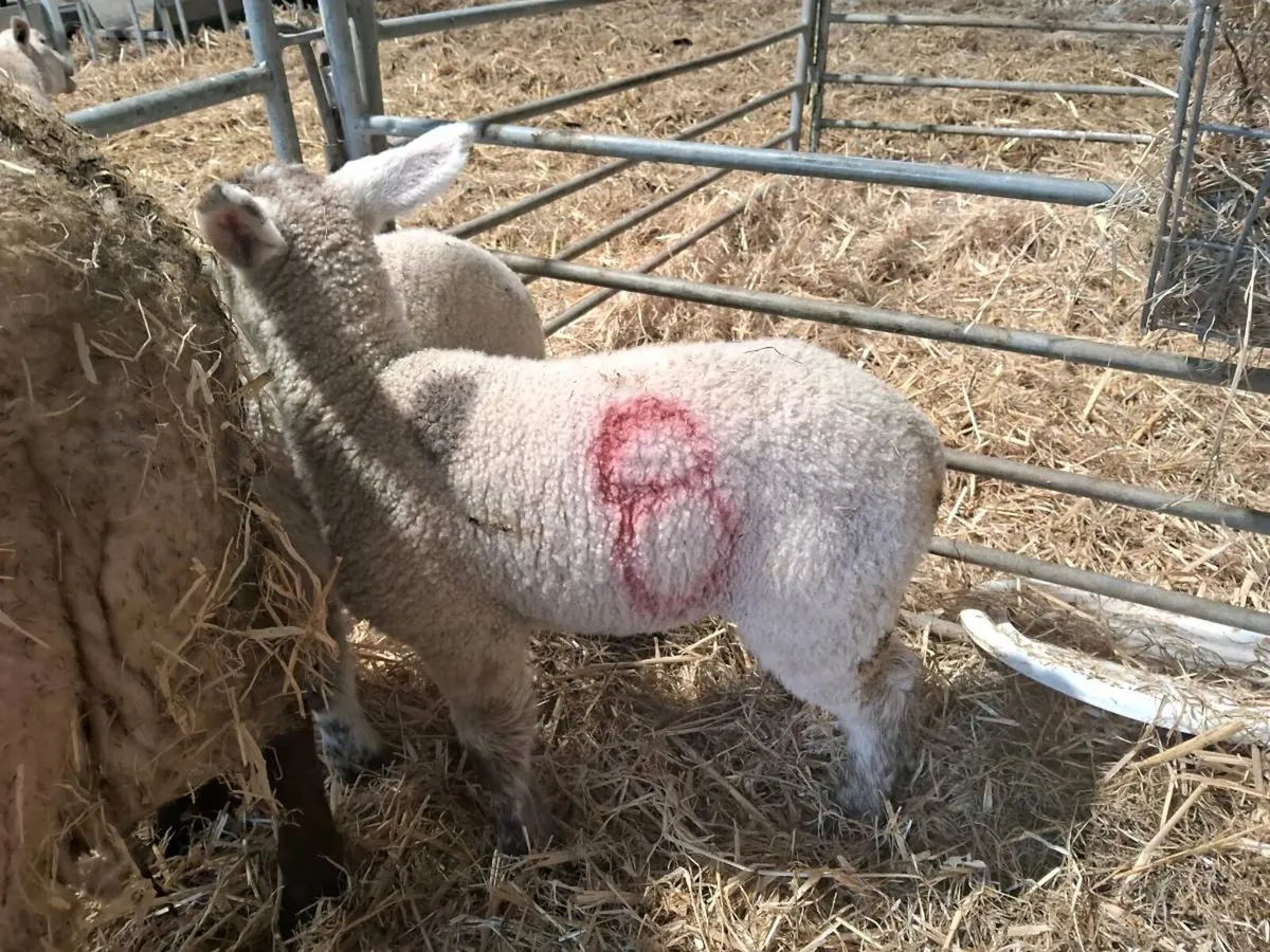 2 x 3 week old pet lambs - Image 3