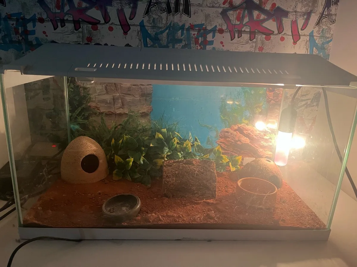 Reptile vivarium - Image 2